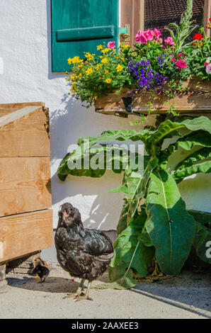 The Brahma is an American breed of chicken, developed from birds imported from the Chinese port of Shanghai.  It was the principal American meat breed. Stock Photo