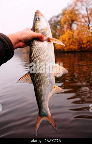 Big asp in fisherman's hand, toned image Stock Photo