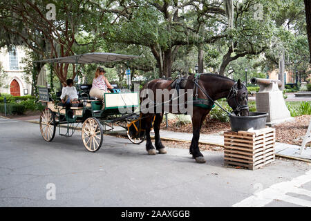 horse drinking water historic savannah horse and carriage tours madison square savannah georgia usa Stock Photo