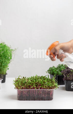 Woman hand watering sprouted seeds in plastic pot Stock Photo