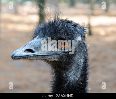 Emu bird head close-up profile view with big eyes, beak, bill, grey-brown shaggy plumage, head in its environment and surrounding. Stock Photo