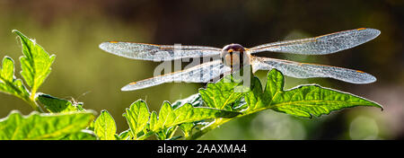 Dragonfly sitting on leaf Stock Photo