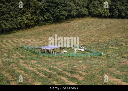 Geese on a meadow in Ostroda County of Warmian-Masurian Voivodeship, in northern Poland Stock Photo