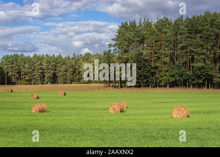 Field with straw bales near Pratnica village in Ilawa County of Warmian-Masurian Voivodeship in northern Poland Stock Photo