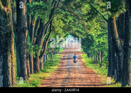 Old Pine road, famous road at Gia Lai, Vietnam. Stock Photo