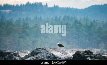 Bald Eagle on rocks at Victoria Bay, Vancouver Island, British Columbia, Canada