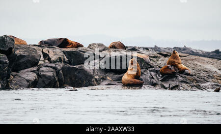 Sea Lions on rocks at Victoria Bay, Vancouver Island, British Columbia, Canada Stock Photo