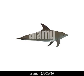 Dolphin isolated on white 3D Rendering Stock Photo