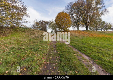 Krefeld-Uerdingen -View to Grass Dunes  and Trees in autumn mood at  River Rhine  waterside, North Rhine Westphalia, Germany, 23.11.2019 Stock Photo