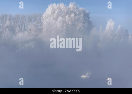 Amazing winter view with white trees in hoarfrost, swans and heavy fog on the lake at dawn in severe frost. Altai, Russia Stock Photo