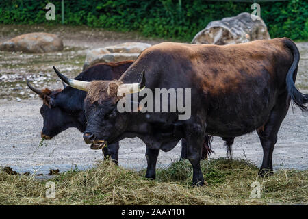 Heck cattle, Bos primigenius taurus or aurochs in the zoo Stock Photo