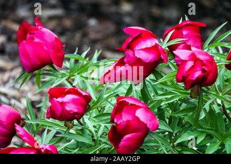 Hybrid Fern Leaf Peony Paeonia 'Early Scout' Stock Photo