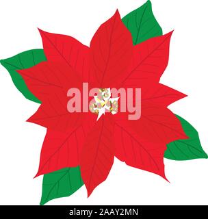 vector illustration of a red poinsettia isolated on white. Stock Vector