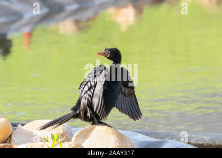 Reed Cormorant or Long-tailed Cormorant (Microcarbo africanus) perched on rock at edge of dam, Western Cape South Africa Stock Photo