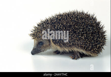 Europaeischer Igel, Studioaufnahme, Freisteller, (Erinaceus europaneus), Stock Photo