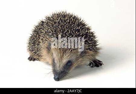 Europaeischer Igel, Studioaufnahme, Freisteller, (Erinaceus europaneus), Stock Photo