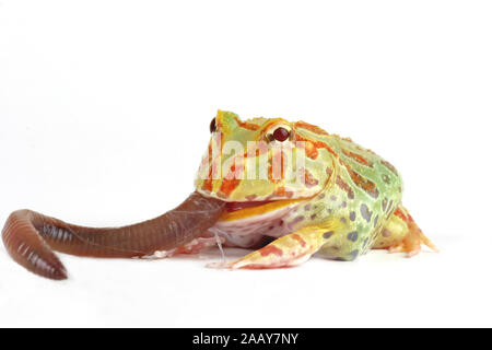 Schmuck-Hornfrosch (Ceratophrys ornata), frisst Regenwurm. | argentine horned frog, pacman frog, nightcrawler, night crawler, ornate horned frog, orna Stock Photo