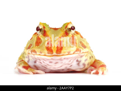 Schmuck-Hornfrosch (Ceratophrys ornata), Portraet. | argentine horned frog, pacman frog, nightcrawler, night crawler, ornate horned frog, ornate horne Stock Photo