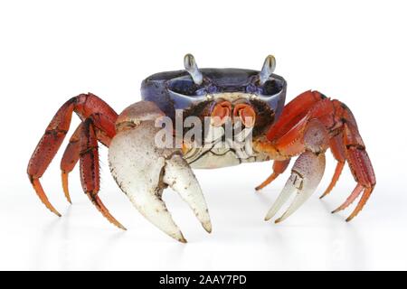 Harlekinkrabbe, Harlekin-Krabbe, Afrikanische Landkrabbe ...