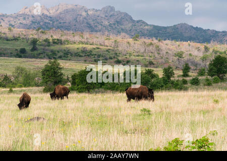 Bison grazing at The Wichita Mountains National Wildlife Refuge. Stock Photo