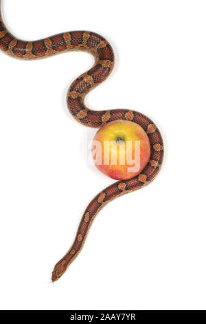 Kornnatter (Elaphe guttata), mit Apfel | corn snake (Elaphe guttata), with apple | BLWS027821.jpg [ (c) blickwinkel/fotototo Tel. +49 (0)2302-2793220,