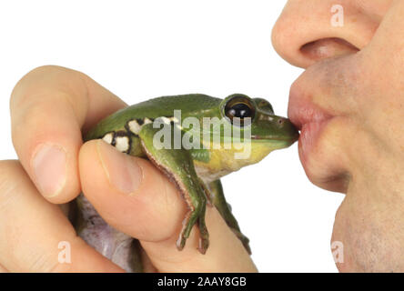 Frosch wird gekuesst | kissing a frog | BLWS075358.jpg [ (c) blickwinkel/fotototo Tel. +49 (0)2302-2793220, E-mail: info@blickwinkel.de, Internet: www Stock Photo