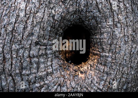 Natural hole in olive plant trunk, wood bark texture pattern background  Stock Photo