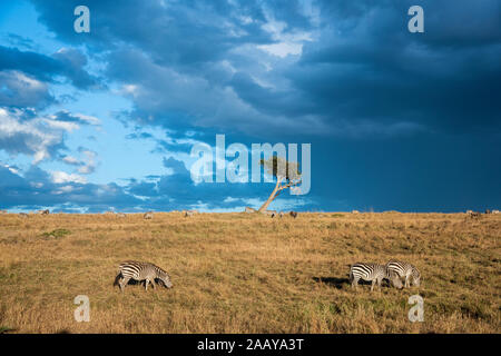 Zebras feeding on grasses at sunset in Maasai Mara during migration season, Kenya