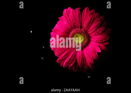 Gerbera flower isolated on black background in drops of water 2019 Stock Photo