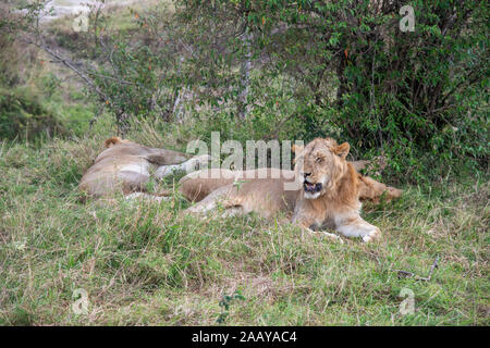 Close up portrait of Lioness and Lion resting and sleeping under a tree in Maasai Mara Stock Photo