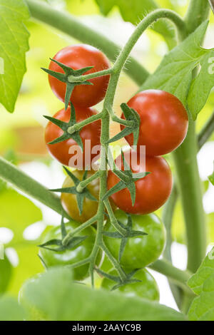 closeup of fresh cherry tomato panicle on the tomato plant with stem and foliage visible Stock Photo