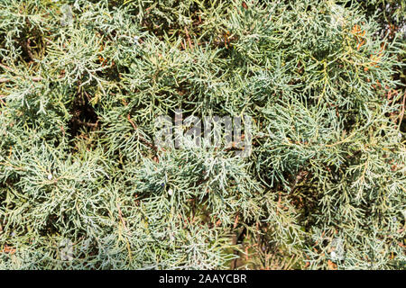 Chinese juniper Juniperus chinensis branches and leaves pattern Stock Photo