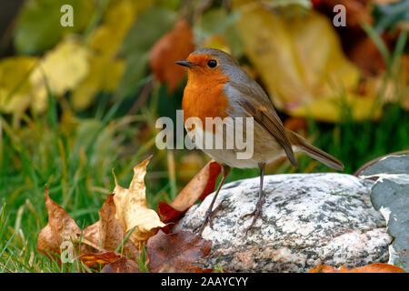 All about the Common European Robin (Erithacus rubecula)