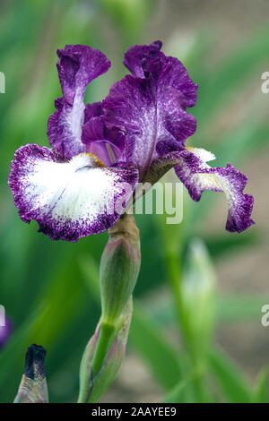 White Blue Tall bearded Iris 'Prince of Burgundy' Stock Photo