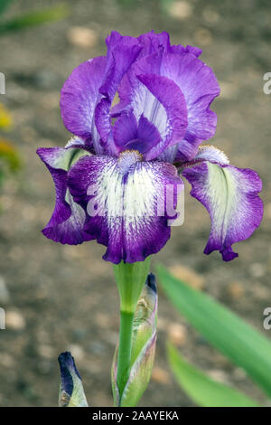 Iris barbata "Pacer" Stock Photo