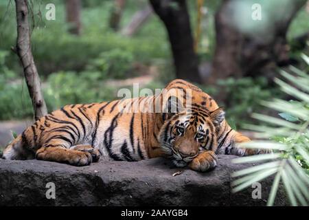 Young tiger resting on a rock posing for the camera with forest in view 