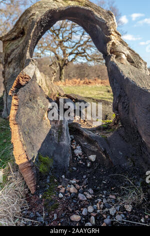 Fallen tree trunk on the ground with the innermost part complety rotten by time creatings a hole with the bark Stock Photo