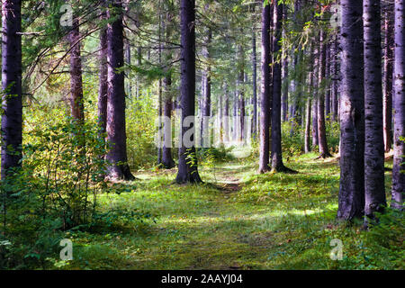 Beautiful green spruce forest with sunny beams. Sun rays shining through the spruce trees. Amazing morning scene outdoors on nature. Stock Photo