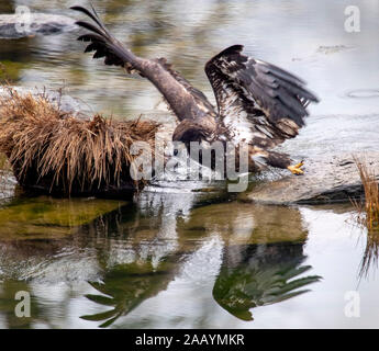 Elkton, OREGON, USA. 24th Nov, 2019. An immature bald eagle forages in the shallows between rocks on the Umpqua River near Elkton in rural western Oregon. The bird appeared to be reaching for a fish, but came up empty handed. Credit: Robin Loznak/ZUMA Wire/Alamy Live News Stock Photo