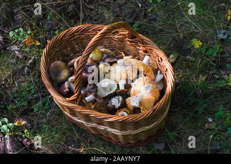 Basket with mushrooms collected in the forest. Close-up on a background of green grass Stock Photo