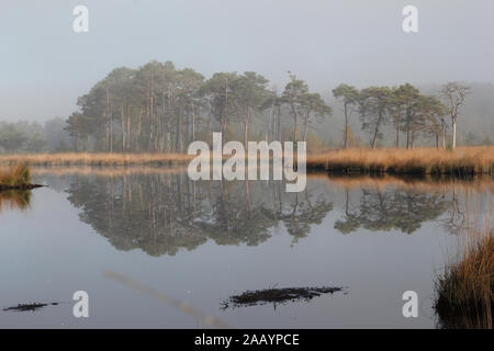 Thursley nature reserve, Surrey hills, England perfectly still reflection of the Scots Pine trees and grasses on the water in early morning fog Stock Photo