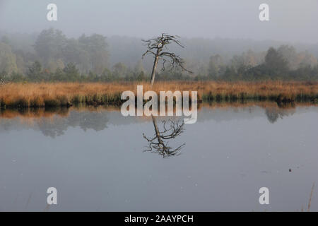 Thursley nature reserve, Surrey hills, England with a perfectly still reflection  of a stark, isolated, branch less dead Scots Pine tree in early morn Stock Photo