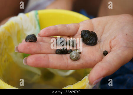 Species of Gibbula snail on hand, near Sant'Antioco, Sardinia, Italy Stock Photo