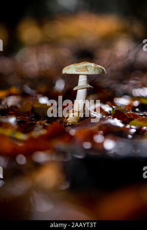 Close-up of a mushroom poking through the ground in the forest