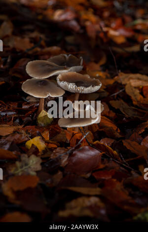 The Butter Cap, Rhodocollybia butyraceae mushroom growing amongst the autumn leaves within a group close up macro and lit with flash showing details. Stock Photo