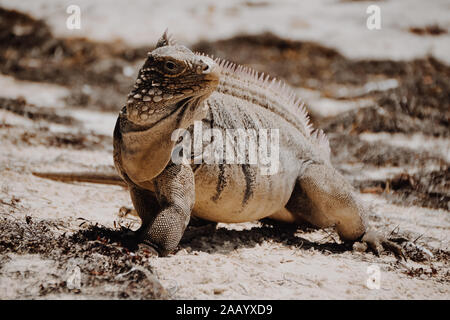 Iguana standing in the sand at the island of the iguanas in Cayo Largo Stock Photo