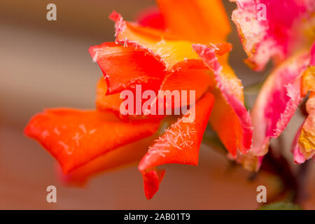 gorgeous roses that become more beautiful with dew in the autumn morning, Stock Photo