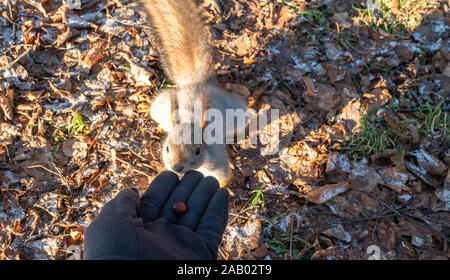 Squirrel eats nuts on fallen leaves in autumn. Squirrel in autumn park. Stock Photo