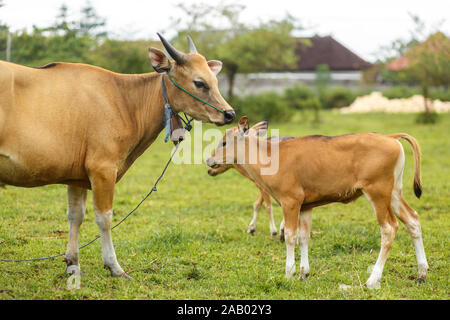 A herd of bright tropical Asian cows grazing on green grass. Big cow with calf. Stock Photo