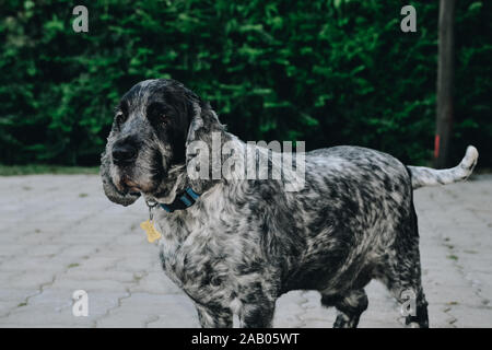 Black and white cocker spaniel Stock Photo